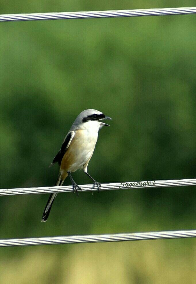 Long-tailed Shrike - ML77466801