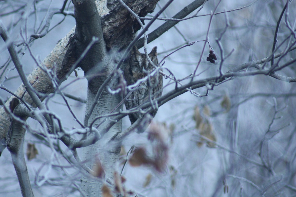 Western Screech-Owl - ML77467551