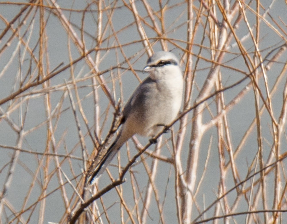 Northern Shrike - ML77468721