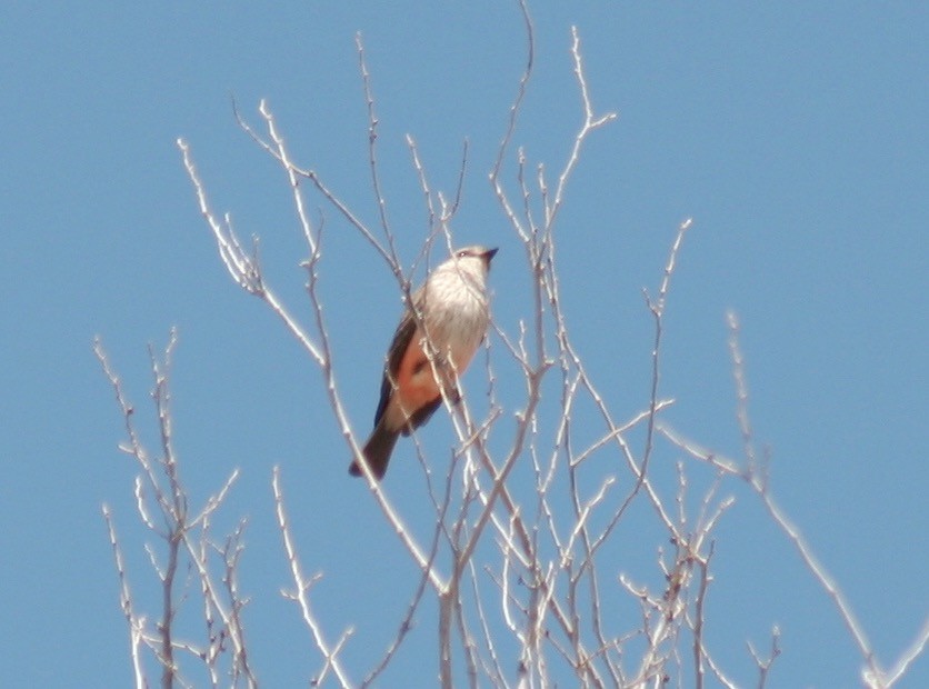 Vermilion Flycatcher - ML77469621