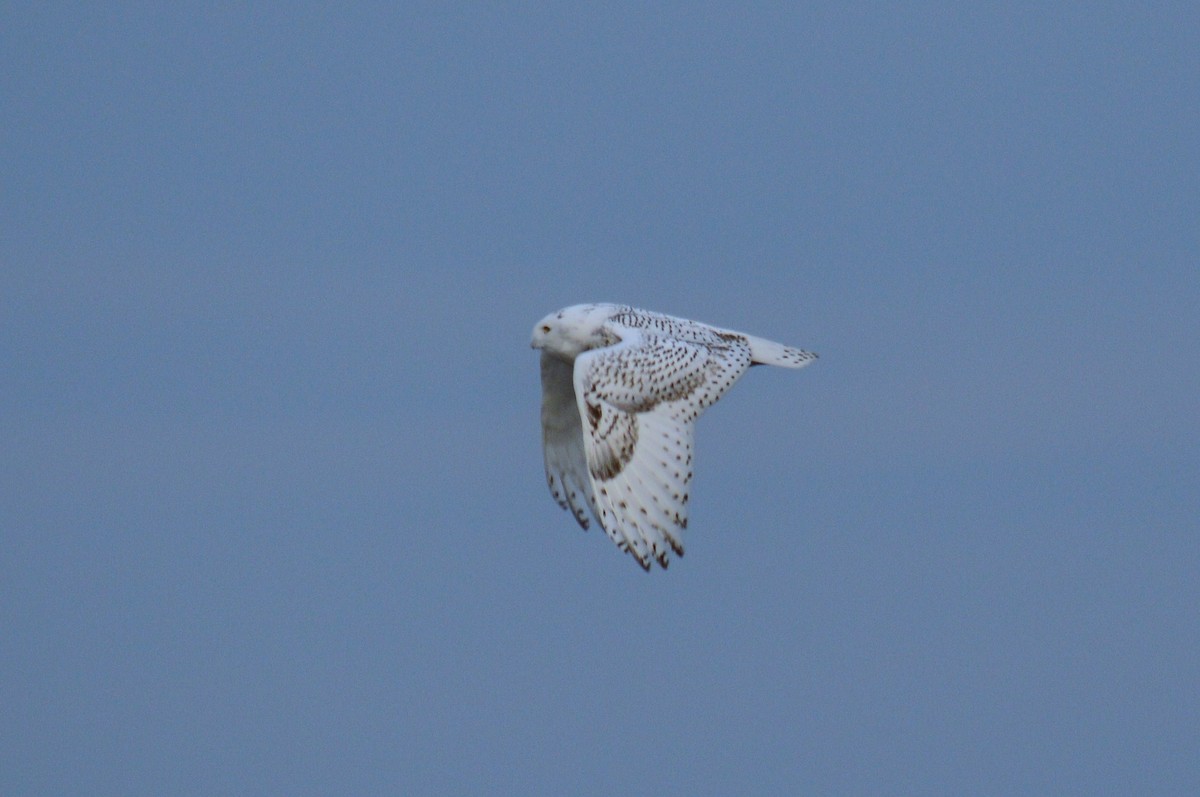 Snowy Owl - Marilyn Palmer