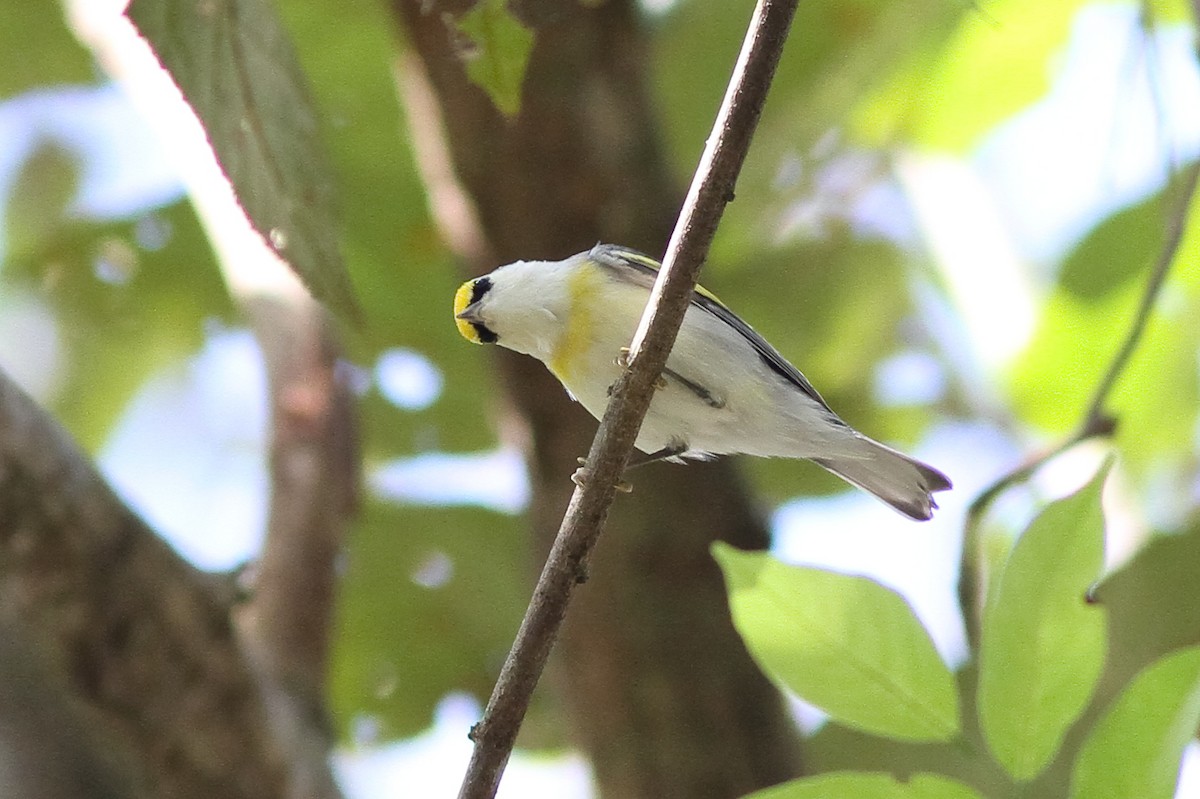 Goldflügel- x Blauflügel-Waldsänger (F1-Hybrid) - ML77471901