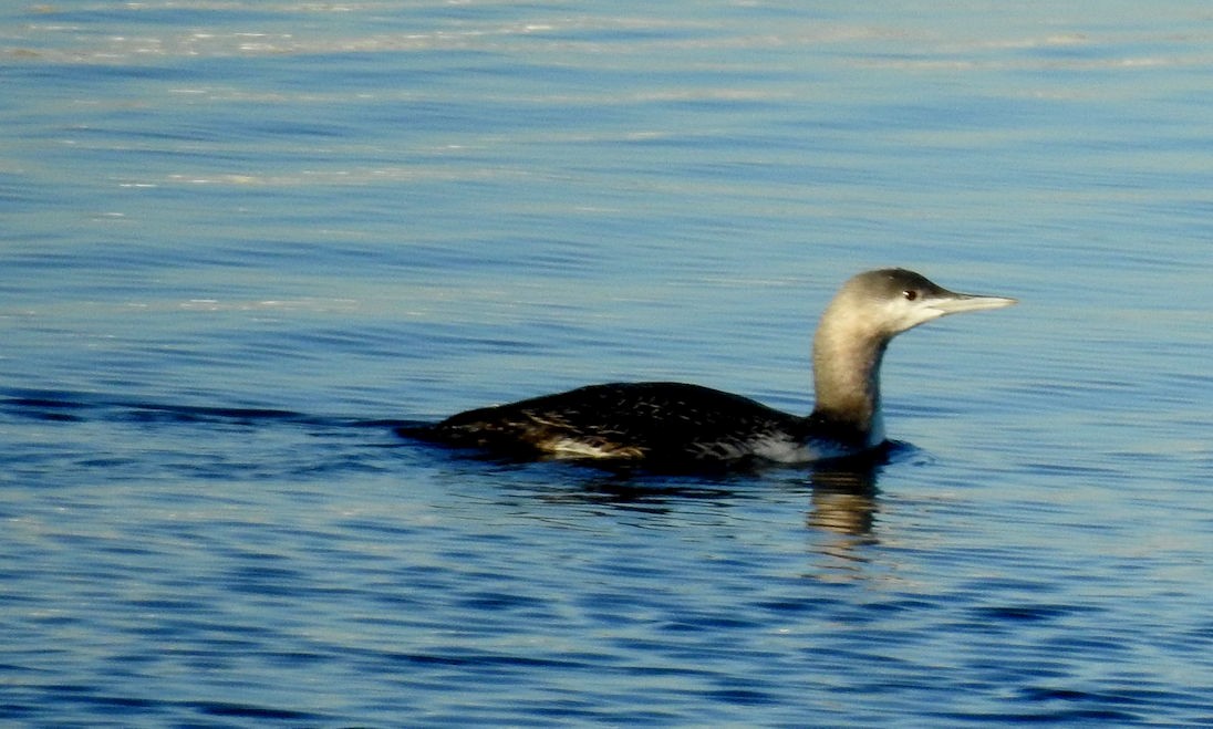 Red-throated Loon - ML77472621