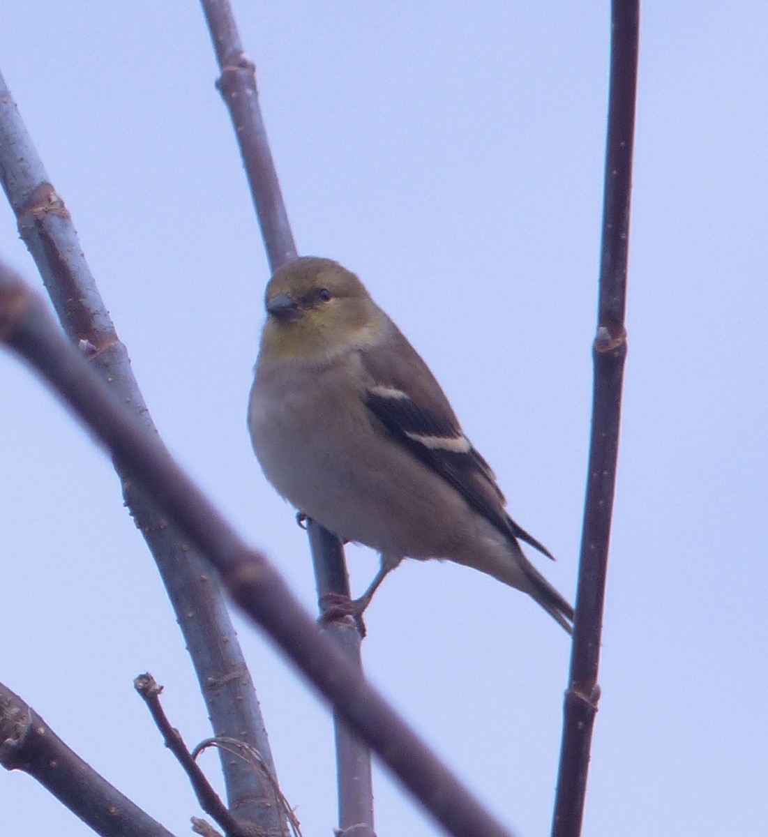 American Goldfinch - Alain Sylvain