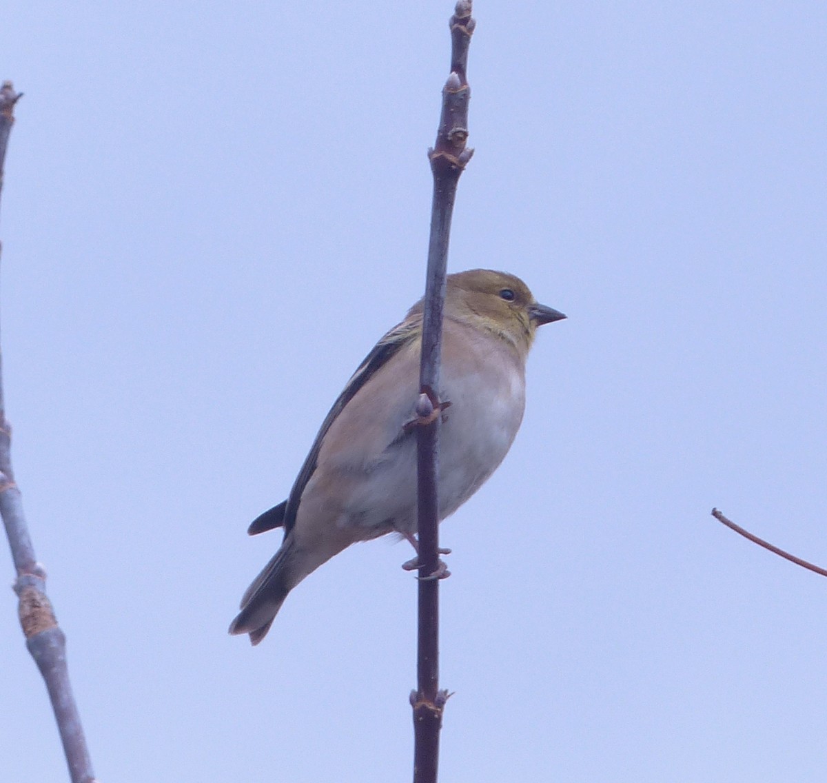 American Goldfinch - Alain Sylvain