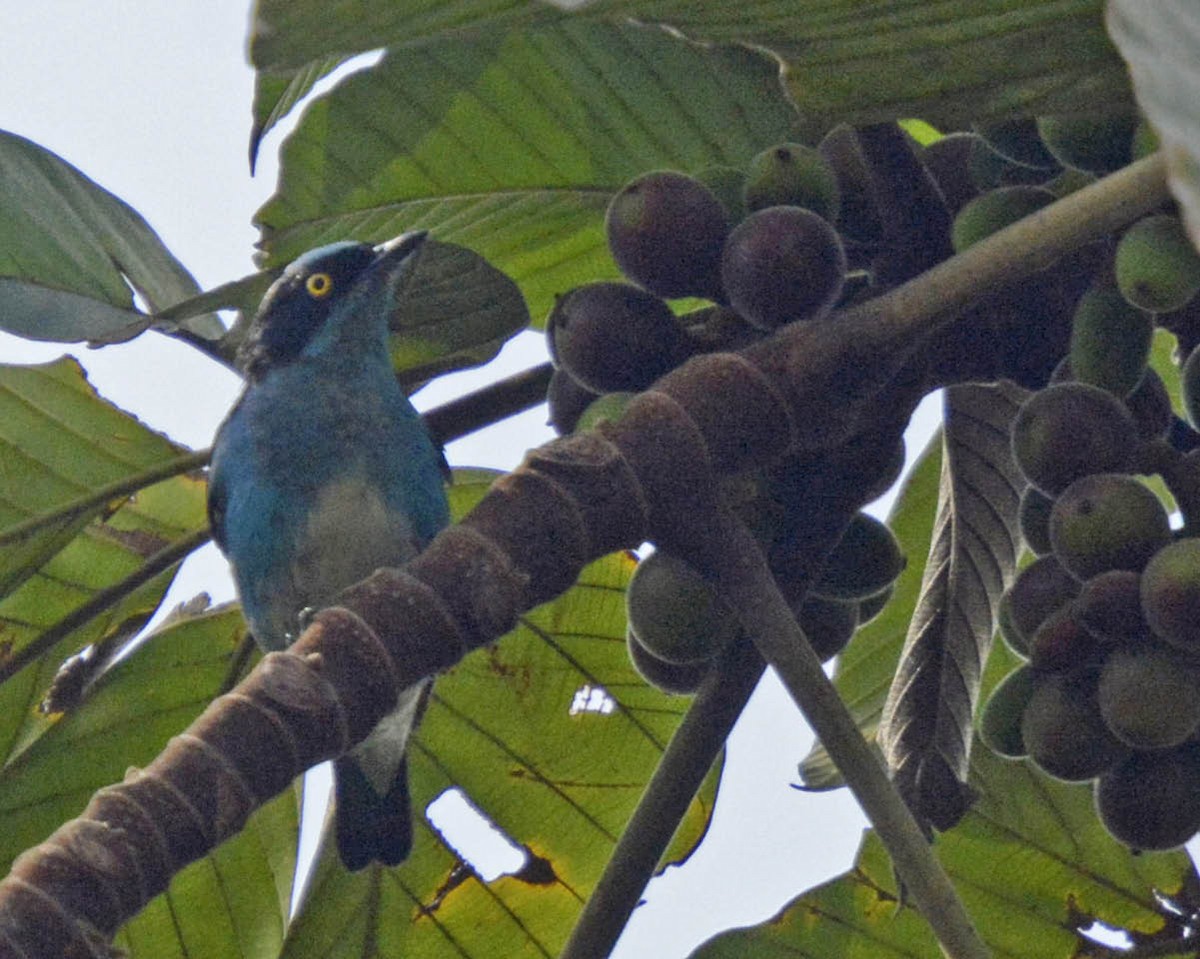 Dacnis Carinegro - ML77474151