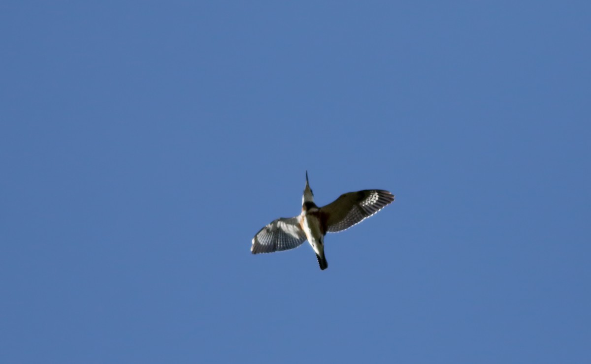 Belted Kingfisher - ML77474181