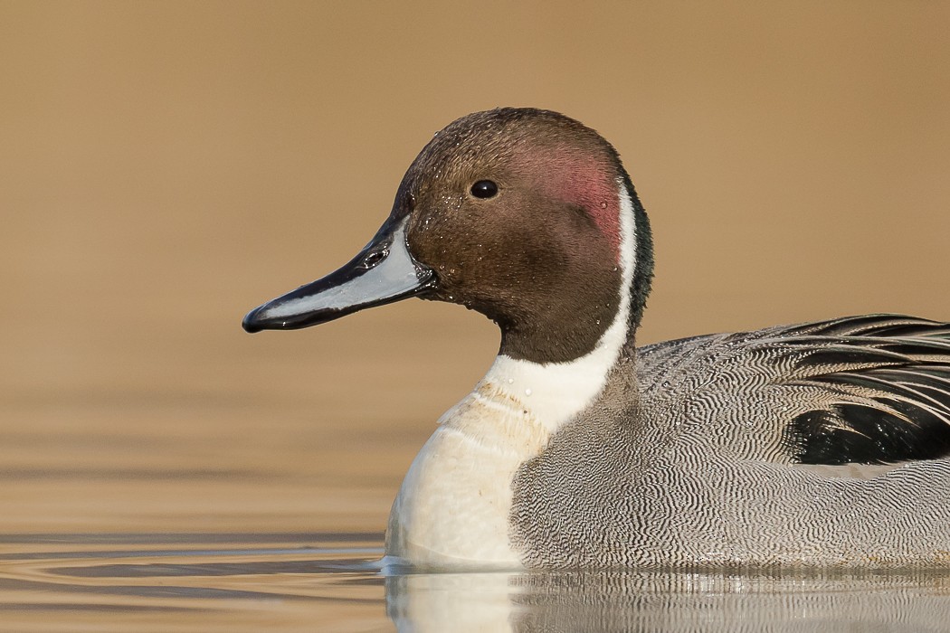 Northern Pintail - ML77474941