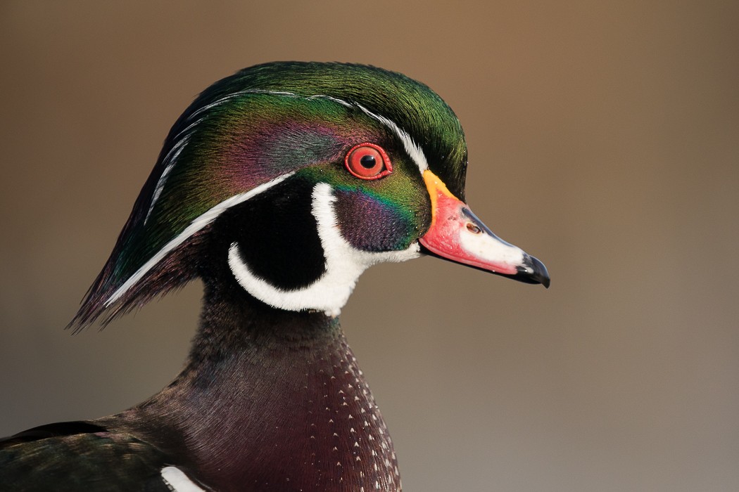 Wood Duck - Dorian Anderson