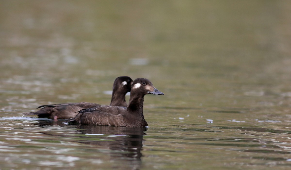 White-winged Scoter - ML77476471