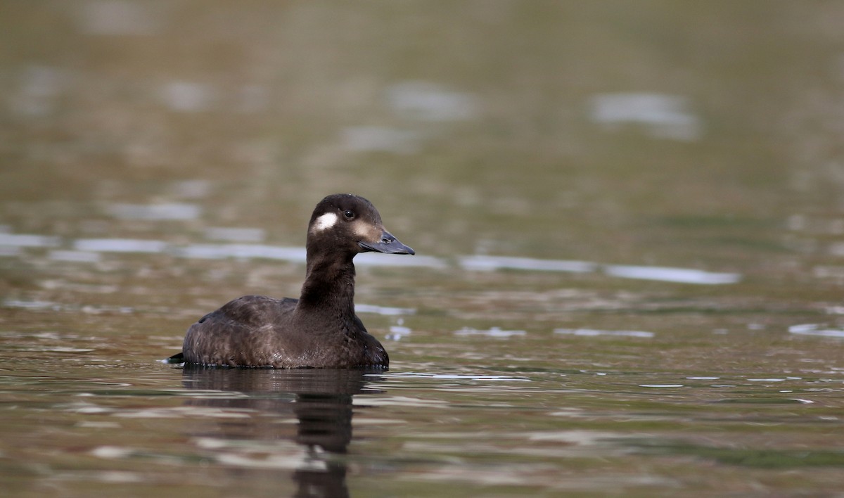 White-winged Scoter - ML77476491