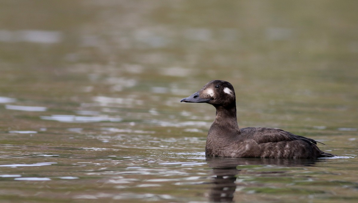 White-winged Scoter - Jay McGowan