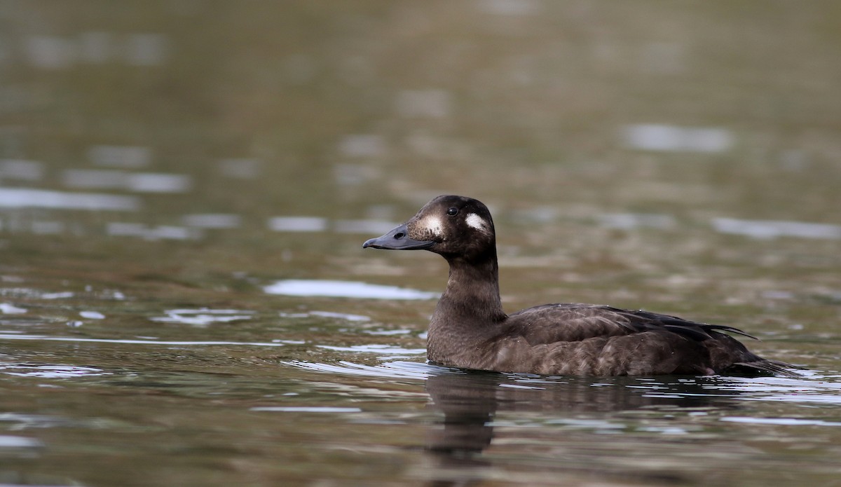 White-winged Scoter - ML77476511