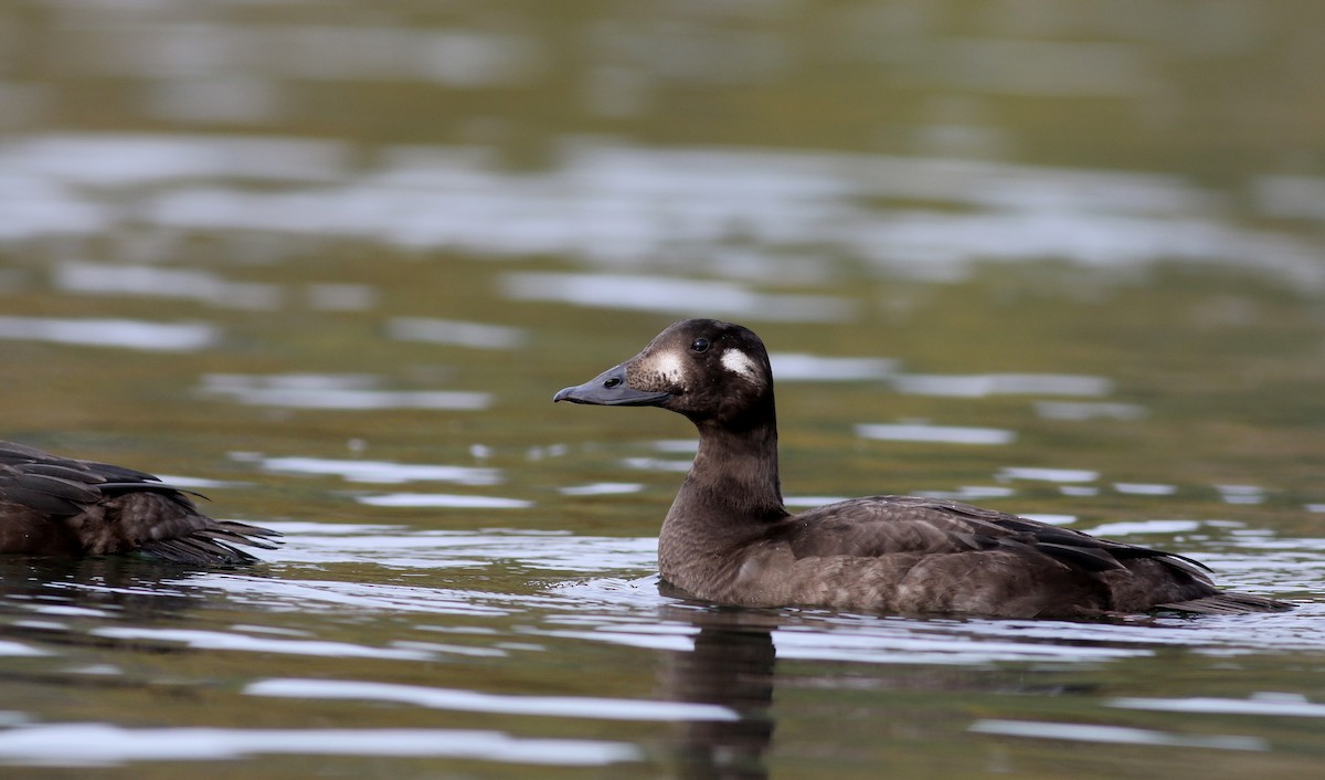 White-winged Scoter - ML77476531