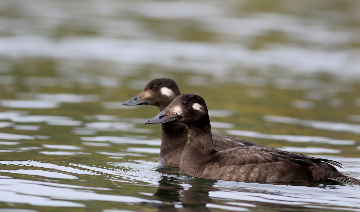 White-winged Scoter - ML77476541