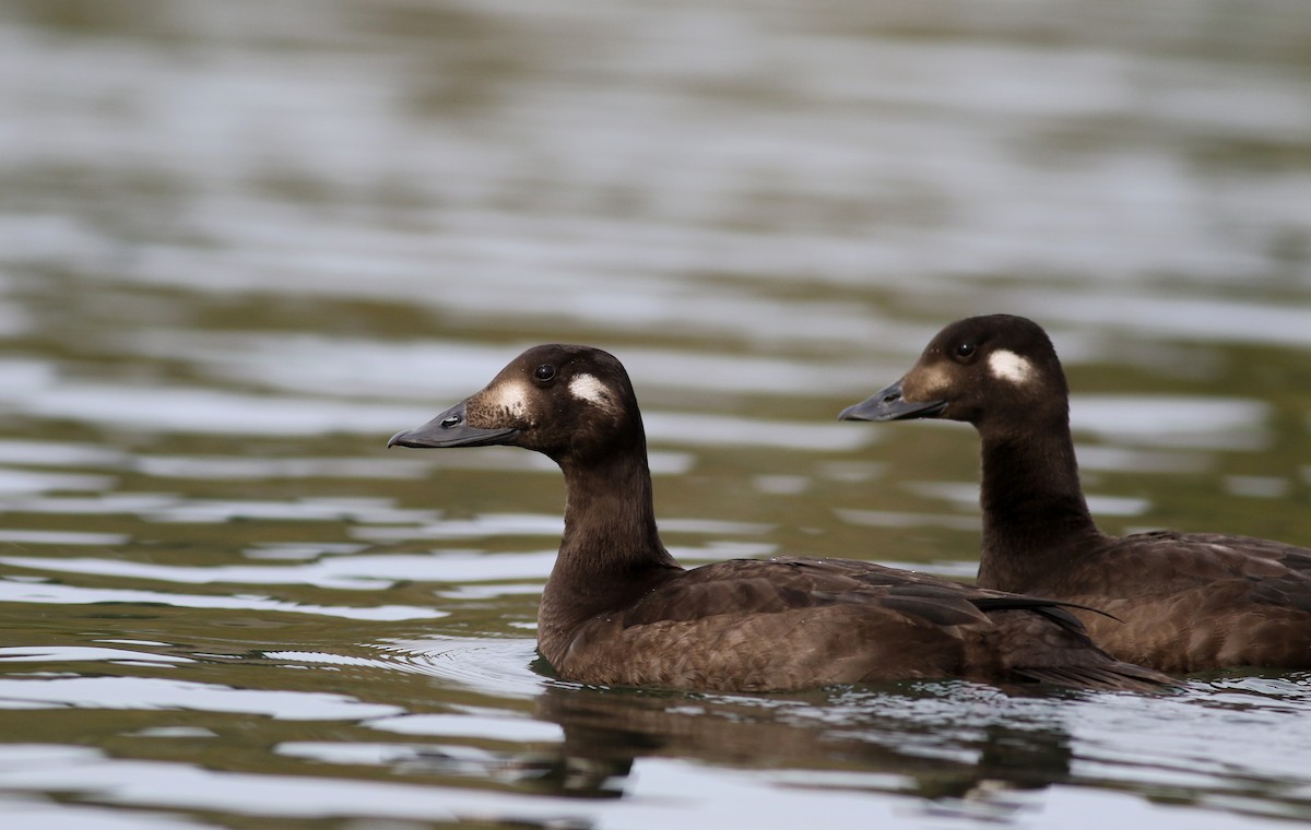 White-winged Scoter - ML77476551