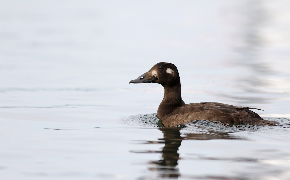 White-winged Scoter - ML77476651