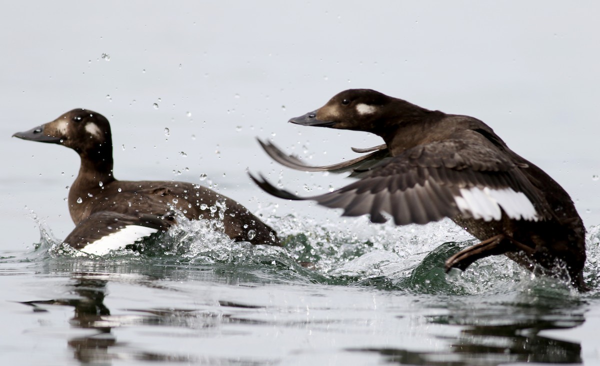 White-winged Scoter - Jay McGowan