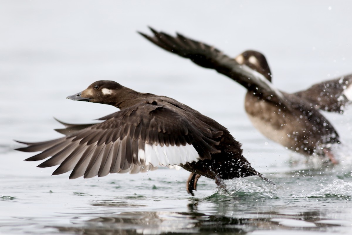 White-winged Scoter - Jay McGowan