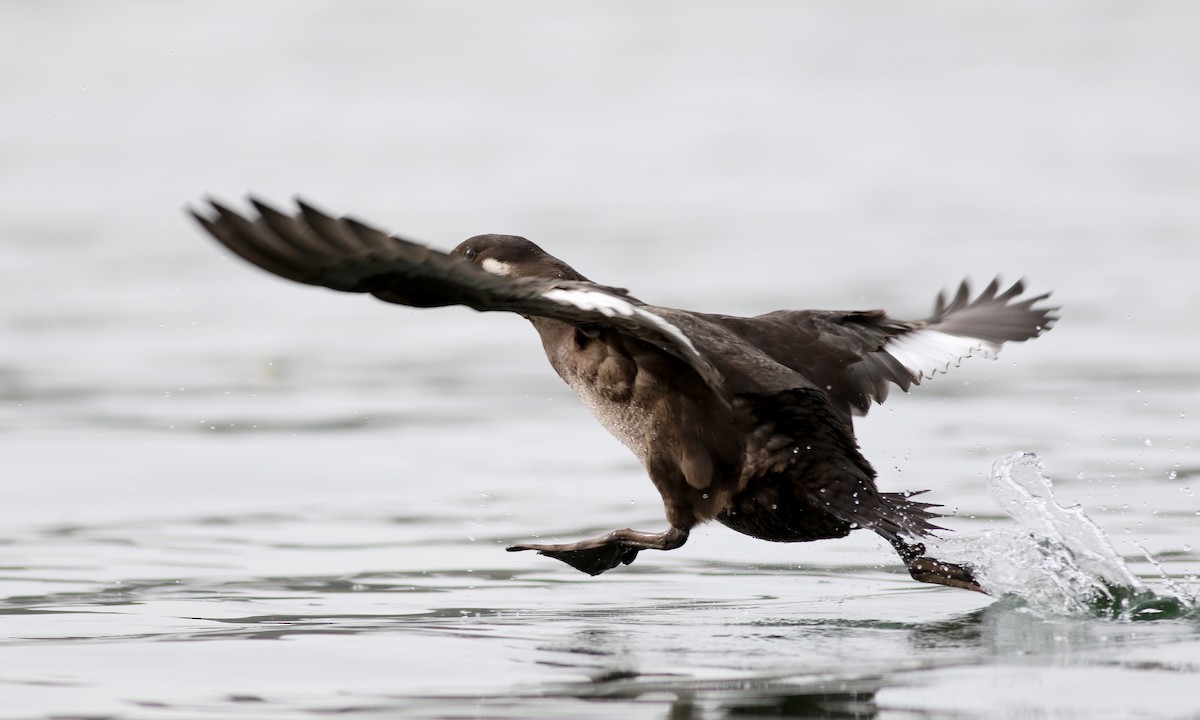 White-winged Scoter - ML77476781