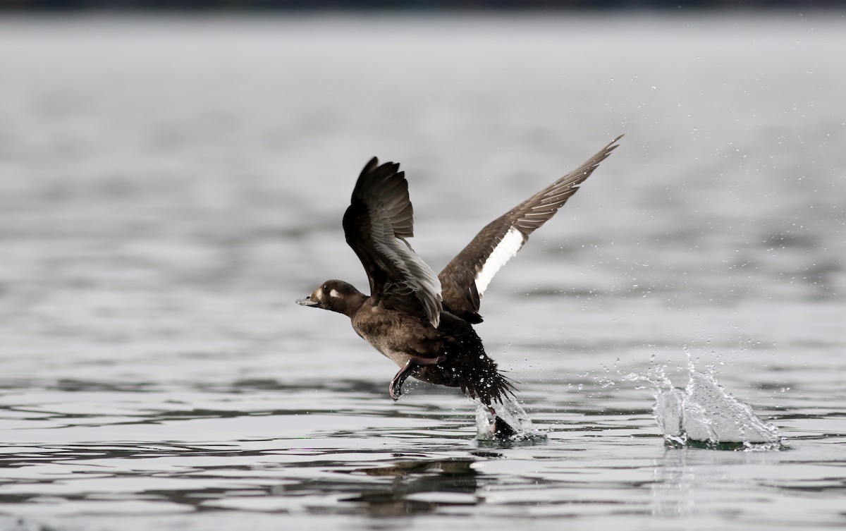 White-winged Scoter - ML77476801