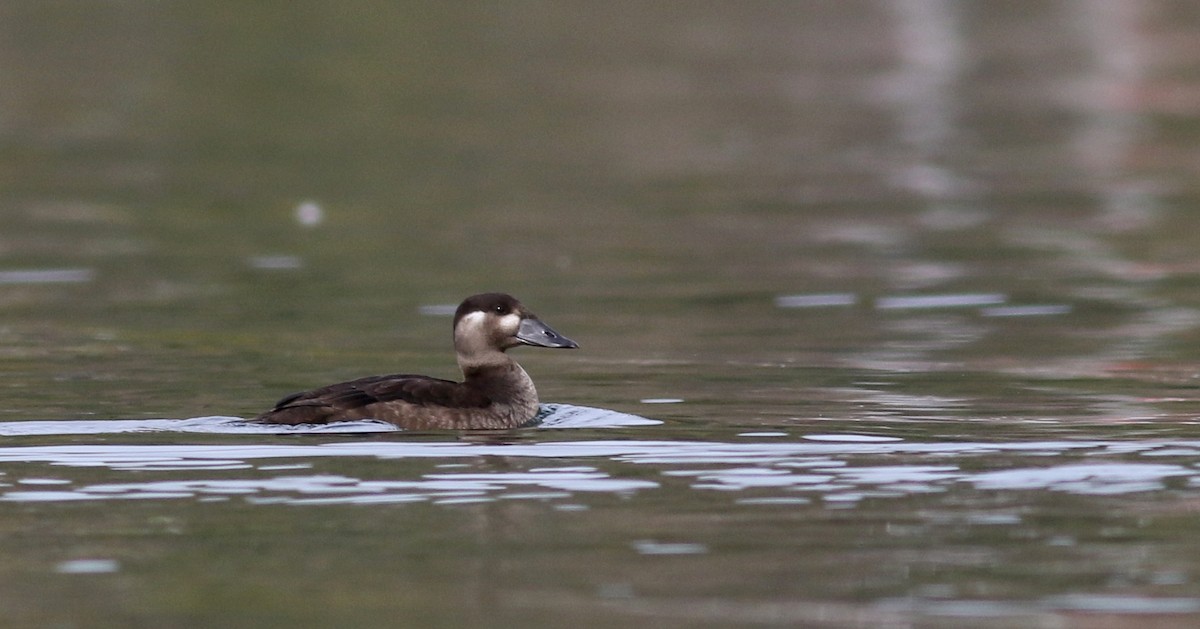 Surf Scoter - Jay McGowan