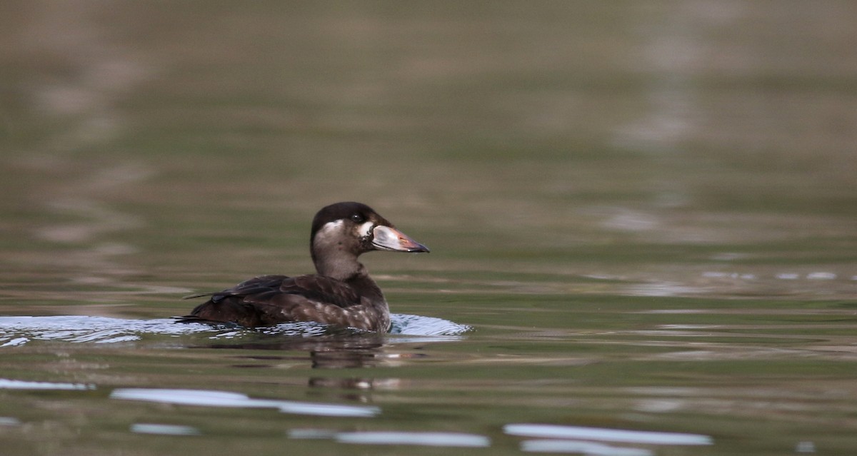 Surf Scoter - Jay McGowan