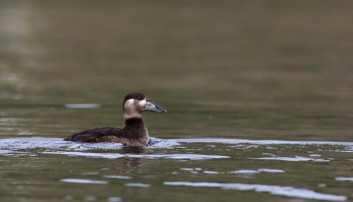 Surf Scoter - Jay McGowan