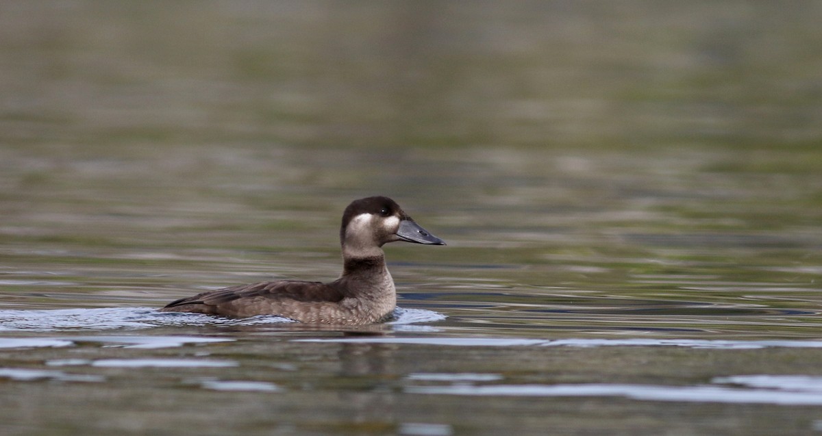 Surf Scoter - Jay McGowan