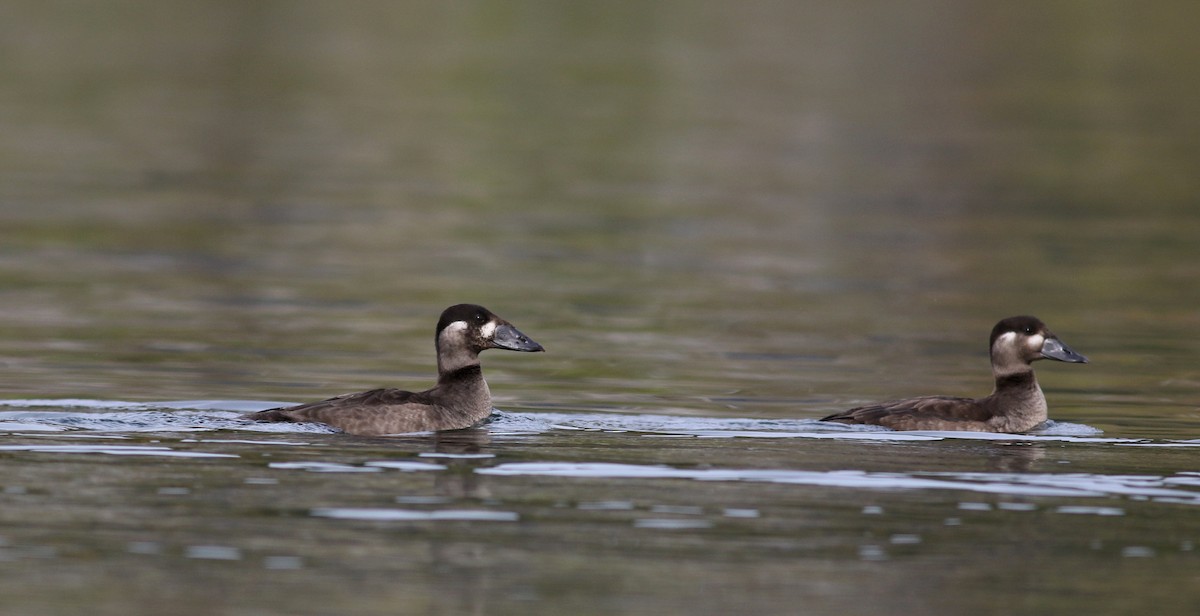 Surf Scoter - ML77476991