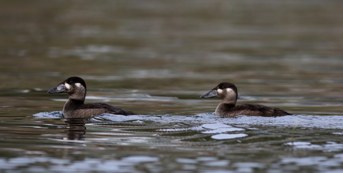 Surf Scoter - Jay McGowan