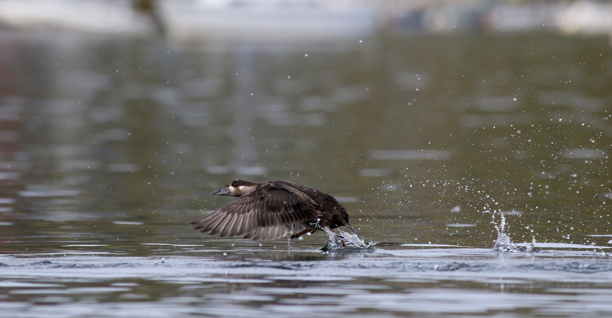 Surf Scoter - Jay McGowan