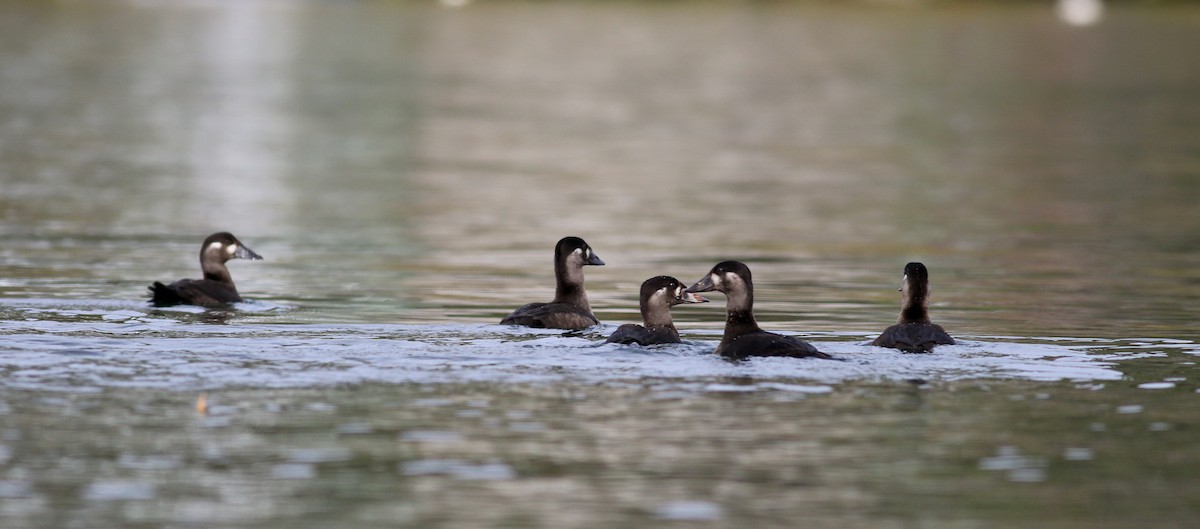 Surf Scoter - ML77477071