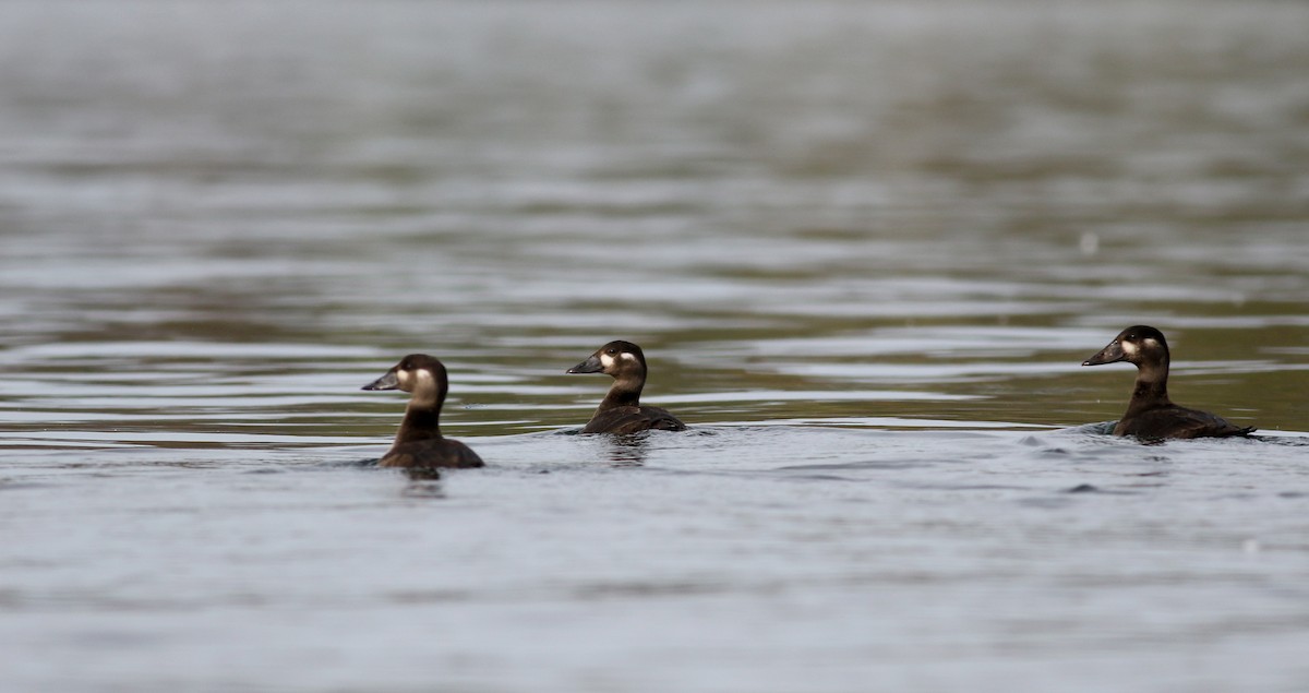 Surf Scoter - ML77477091