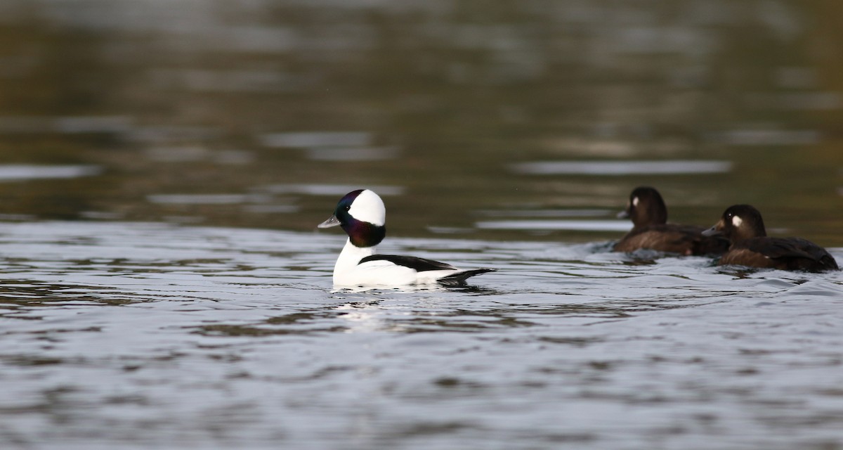 Bufflehead - ML77477131