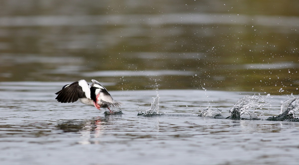 Bufflehead - ML77477151