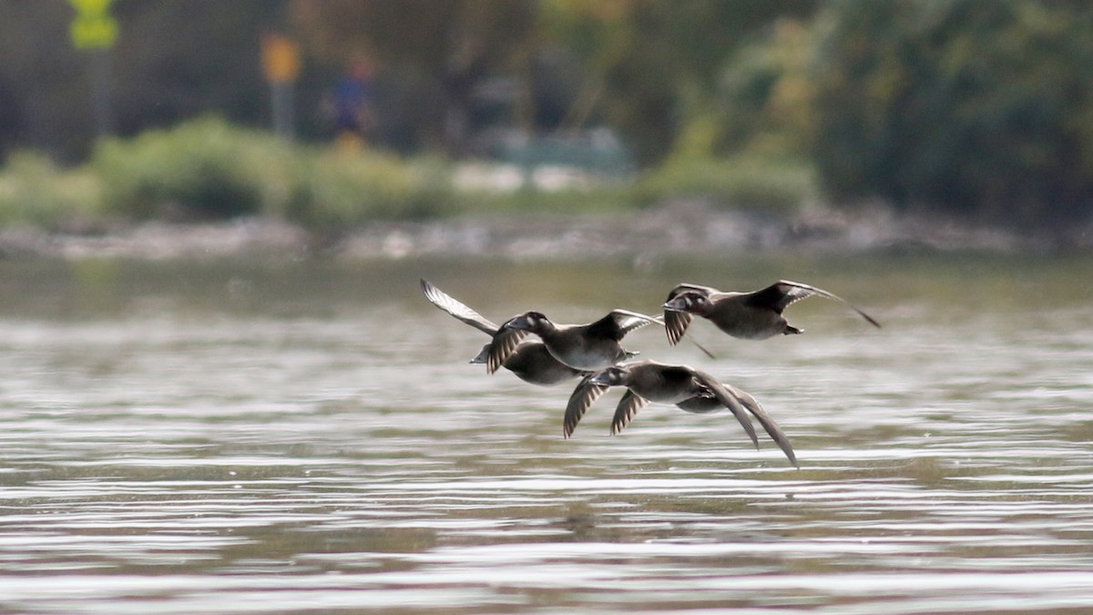 Surf Scoter - ML77477181