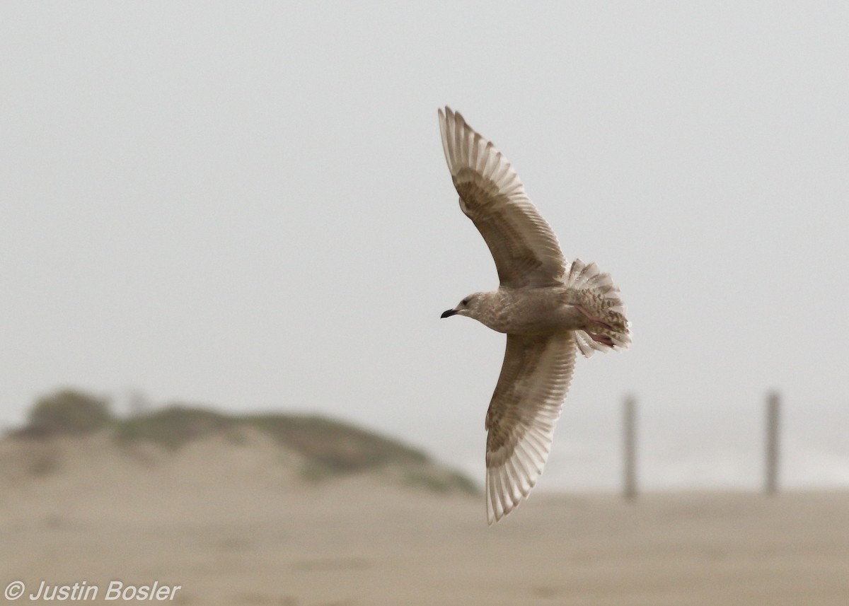 racek polární (ssp. thayeri x glaucoides/kumlieni) - ML77477461