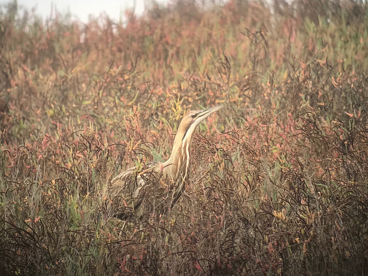 American Bittern - Diana Kinder