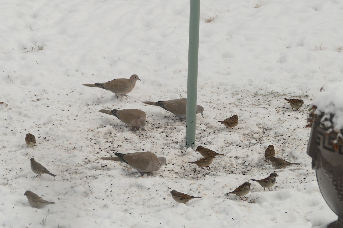 House Finch - gwenn vikse