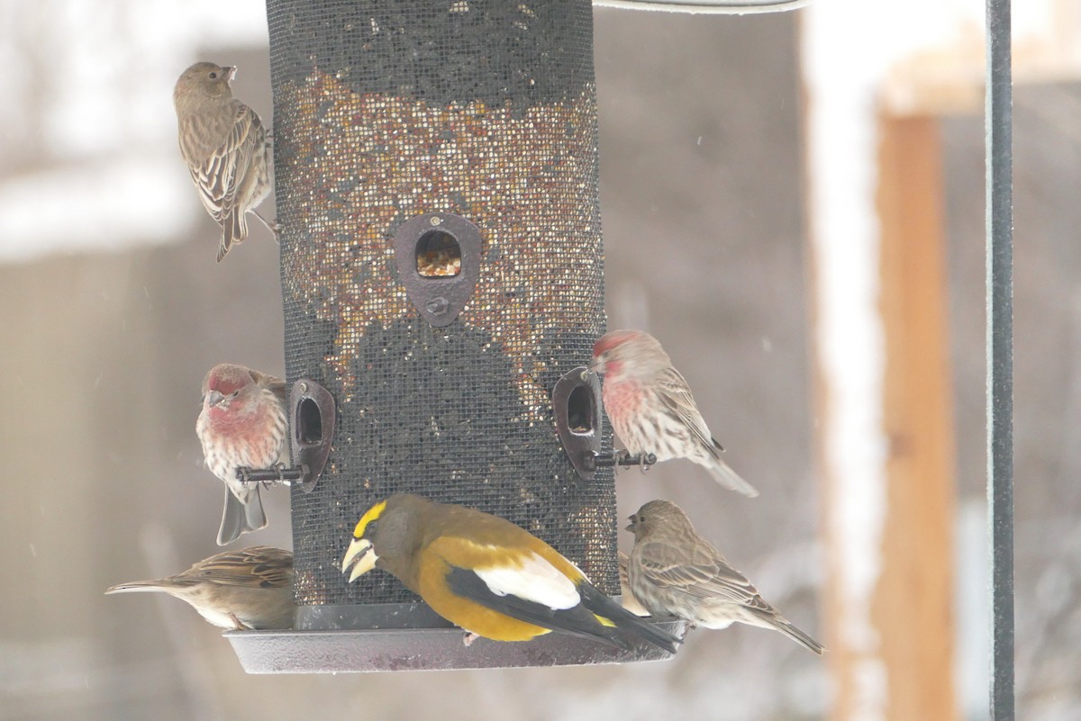 Evening Grosbeak - gwenn vikse