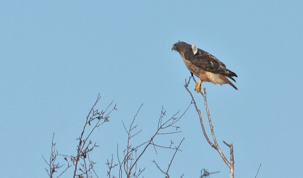 Red-tailed Hawk - Perry  Edwards