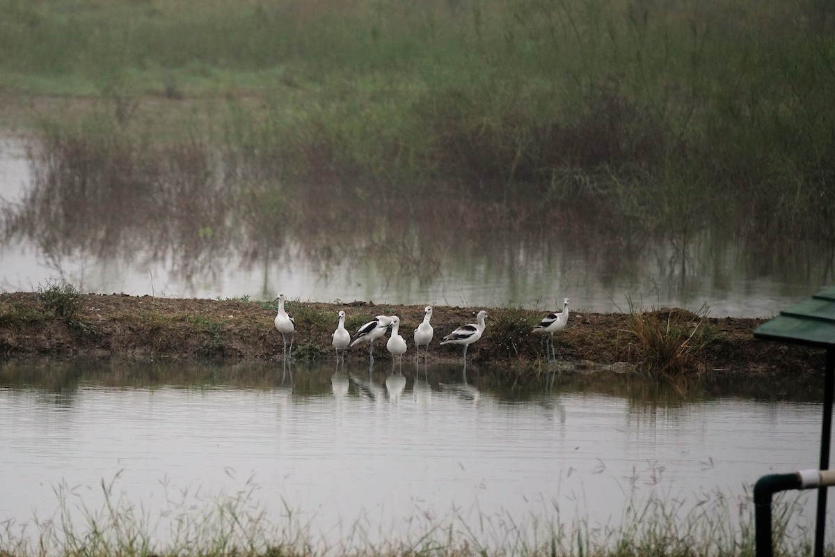 American Avocet - ML77480031