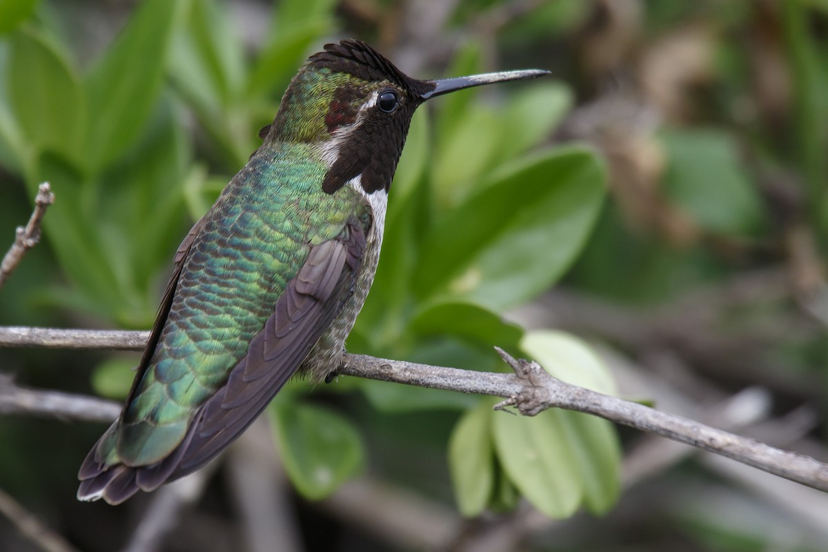 rødmaskekolibri - ML77480421