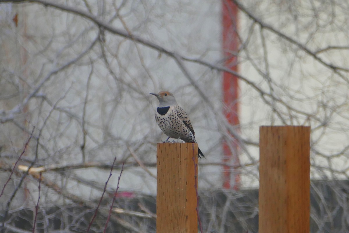 Northern Flicker - ML77480431