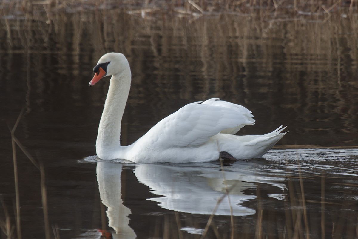 Cygne tuberculé - ML77480881