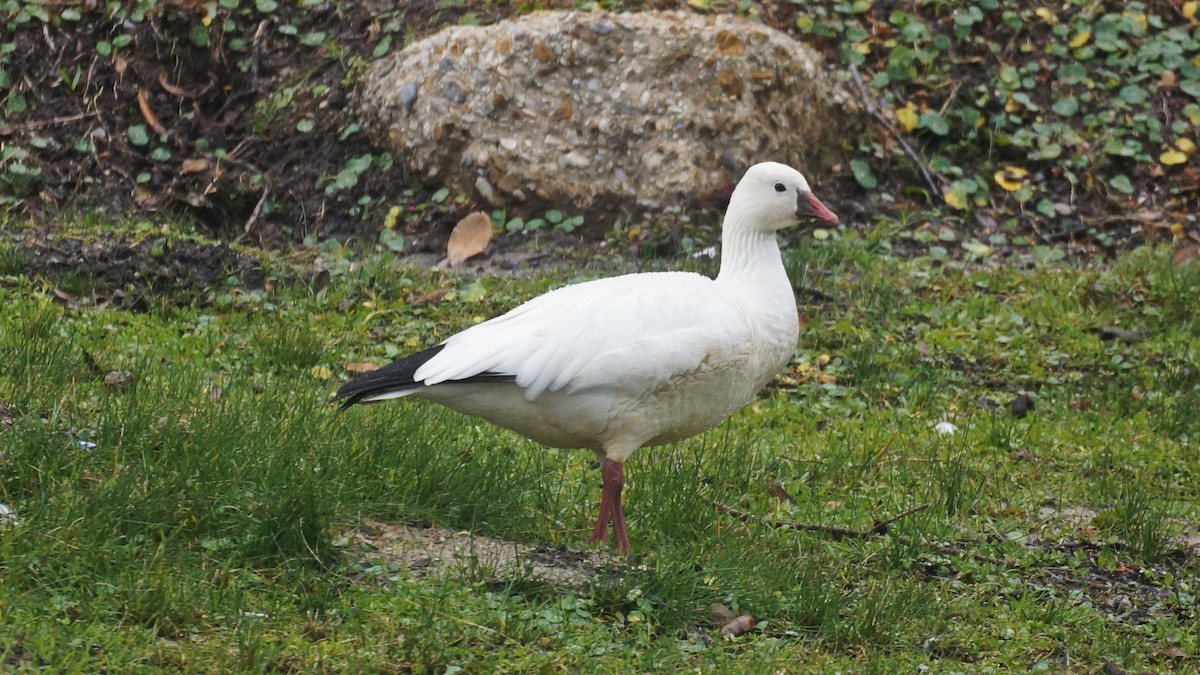 Ross's Goose - ML77480901