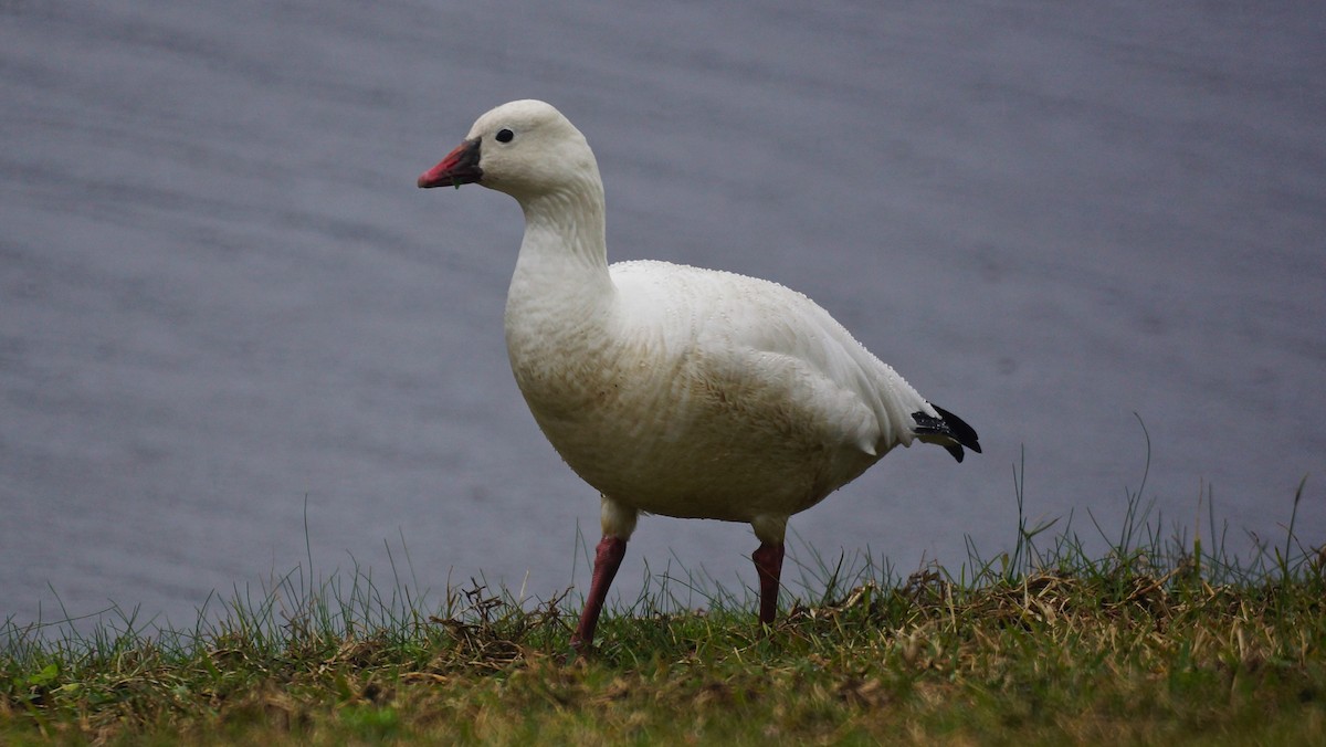 Ross's Goose - ML77480911