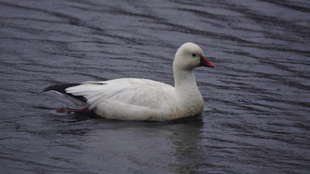 Ross's Goose - ML77480931