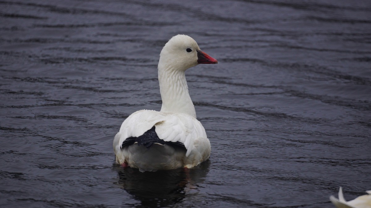 Ross's Goose - ML77480941